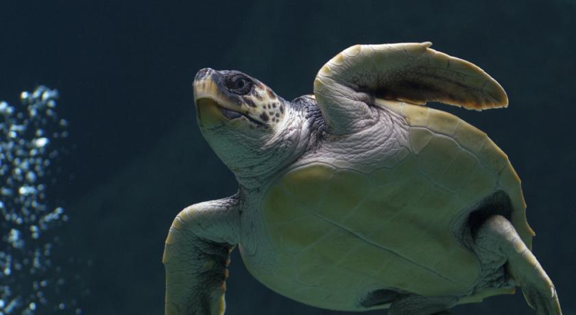 Jurys Inn Birmingham Eksteriør bilde "I am a sea turtle. I am a sea turtle. I am a sea turtle."